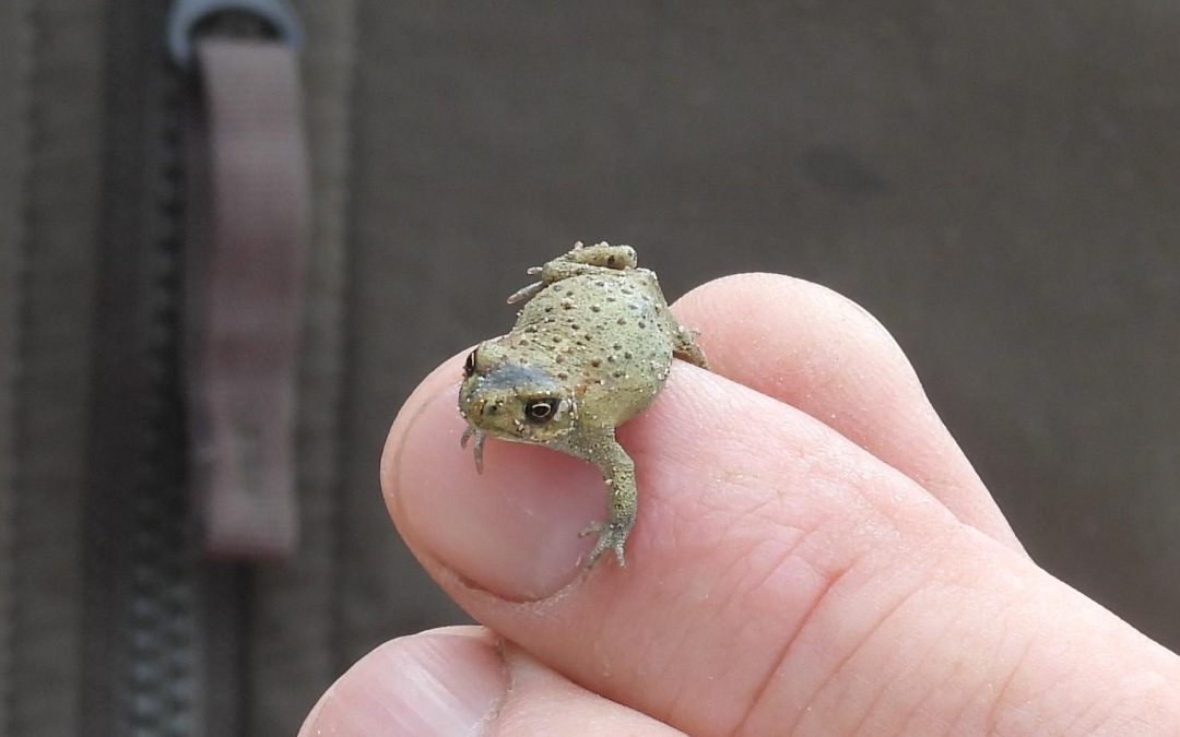 Baggern für einen Amphibienwinzling