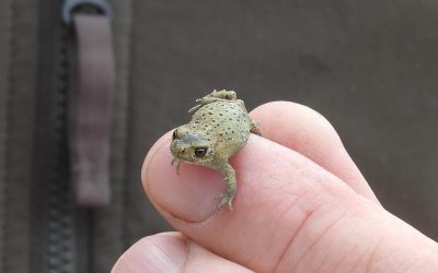 Baggern für einen Amphibienwinzling