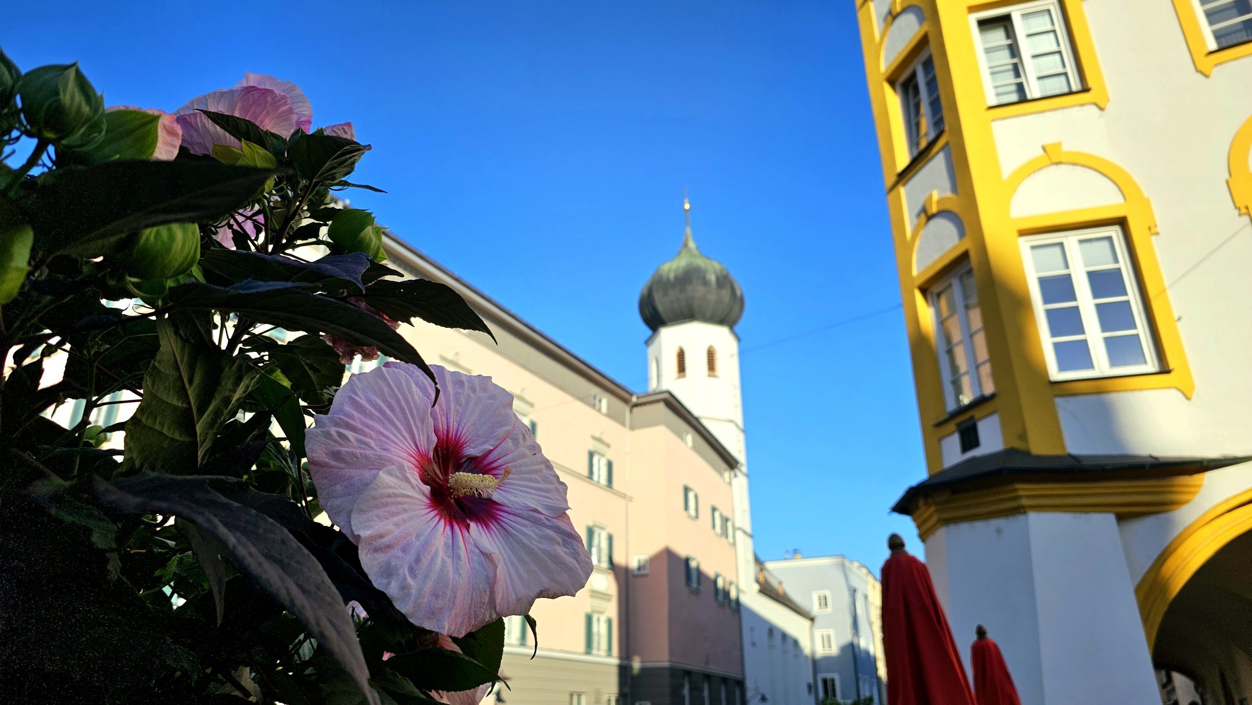 Rosenheim Copyright Josefa Staudhammer Blume im Vordergrund dahinter verschwommen eine Kirche in Rosenheim.