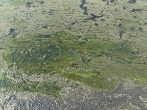 Blaualgen am Rinsersee: Gesundheitsamt rät vom Baden ab