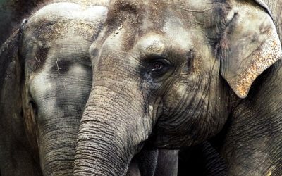 Tierpark Hellabrunn: Elefantin Temi erwartet erneut Nachwuchs