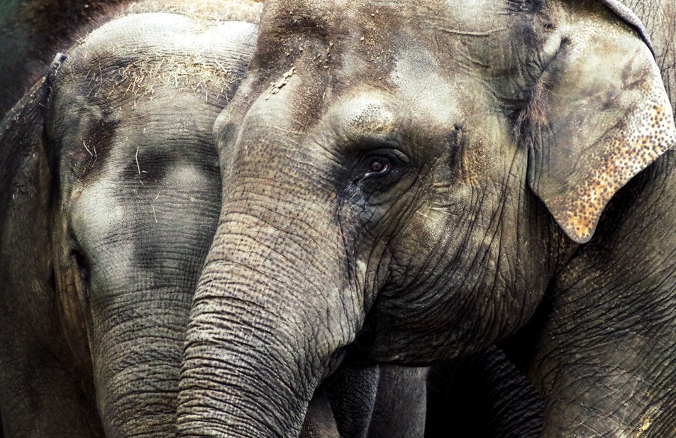 Tierpark Hellabrunn: Elefantin Temi erwartet erneut Nachwuchs