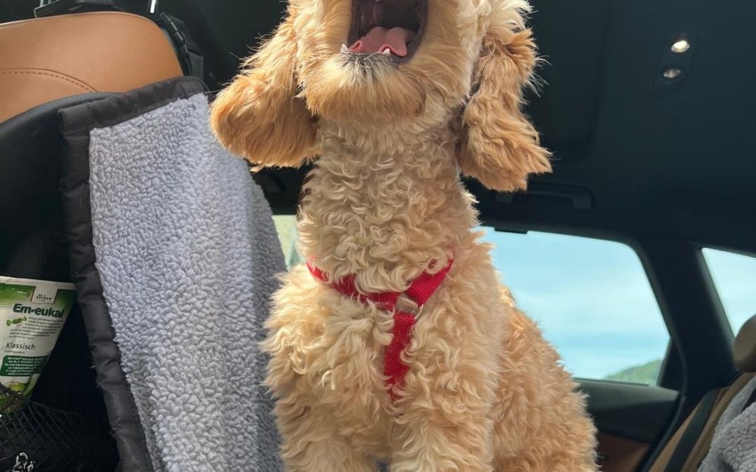 Hundstage vorbei? Pedro sieht das anders