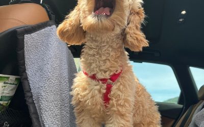 Hundstage vorbei? Pedro sieht das anders