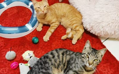 Tiere suchen ein Zuhause: Ringo und Ronny – Zwei schöne Brüder