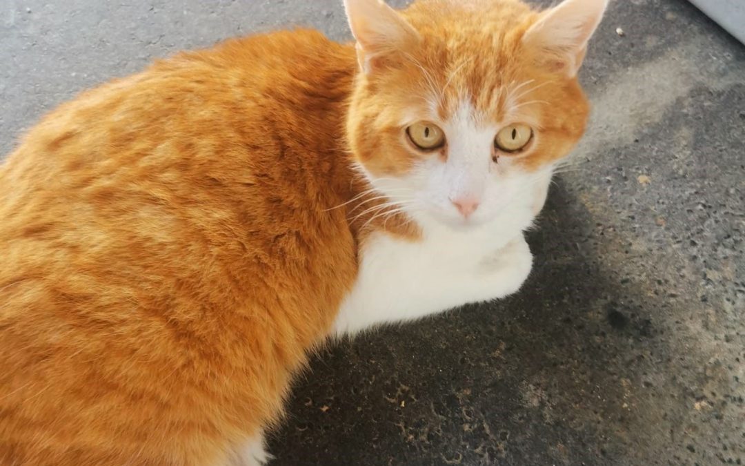 Tiere suchen ein Zuhause: Rolf der Seniorkater hofft auf eine neue Chance
