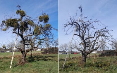 Mistel breitet sich aus: Rund 700 Streuobstbäume im Raum Bad Feilnbach betroffen