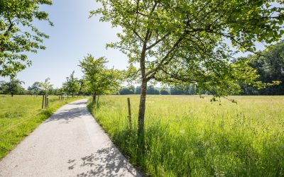 Alte Obstsorten und Weinbau am Chiemsee entdecken