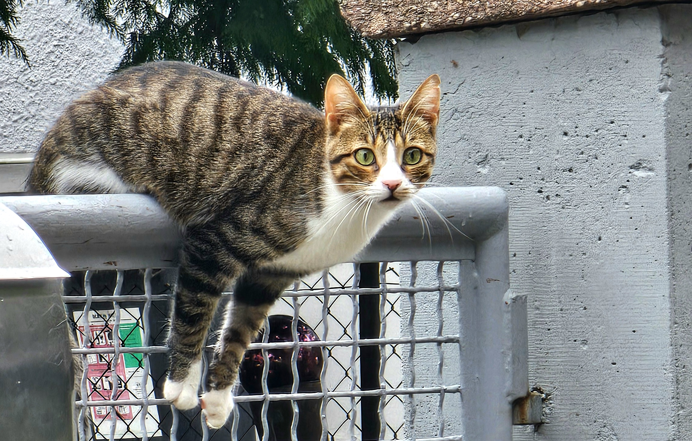 Katze Copyright Josefa Staudhammer Eine Katze sitzt auf einem Zaun Copyright Josefa Staudhammer