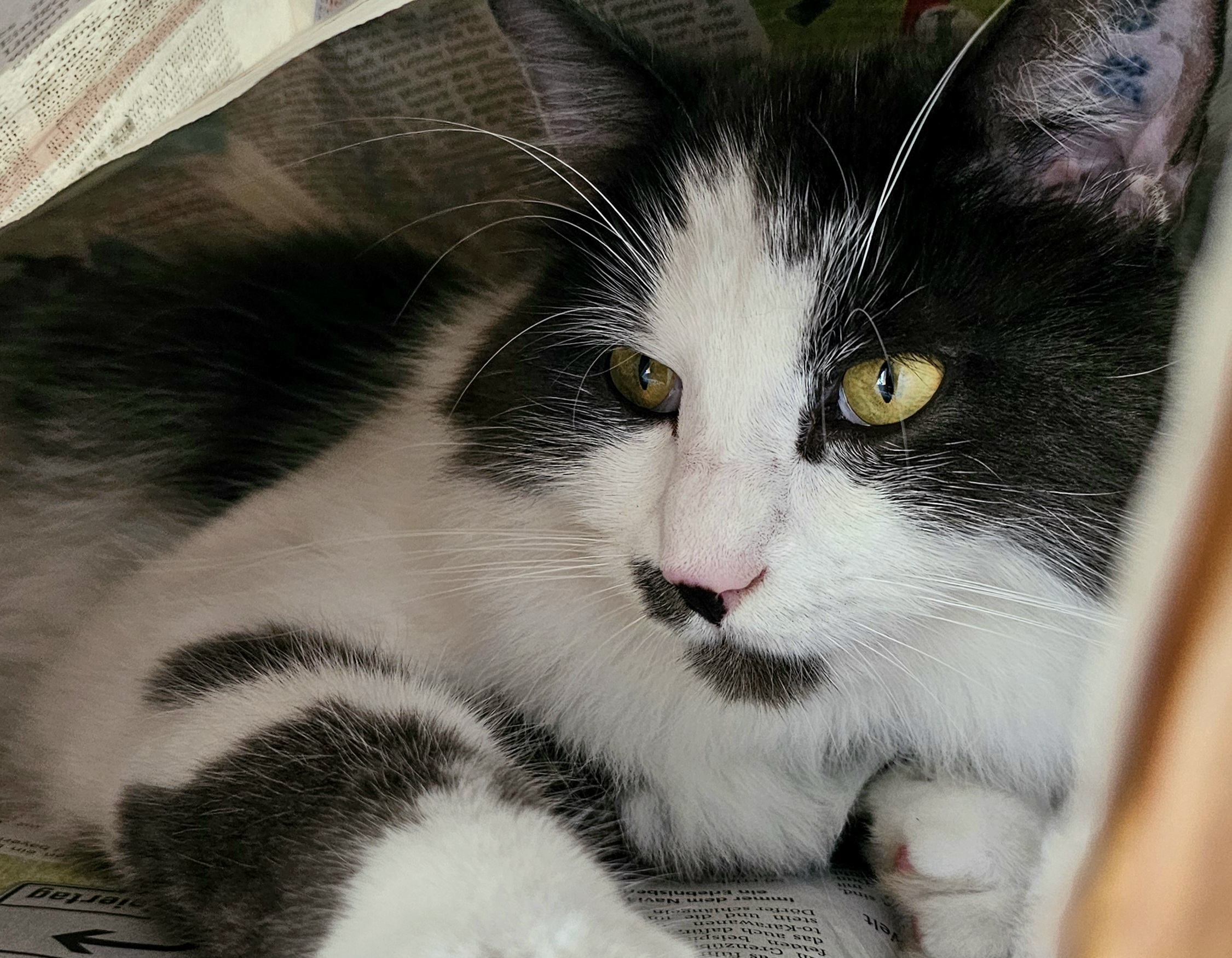 Katze Eine Katze