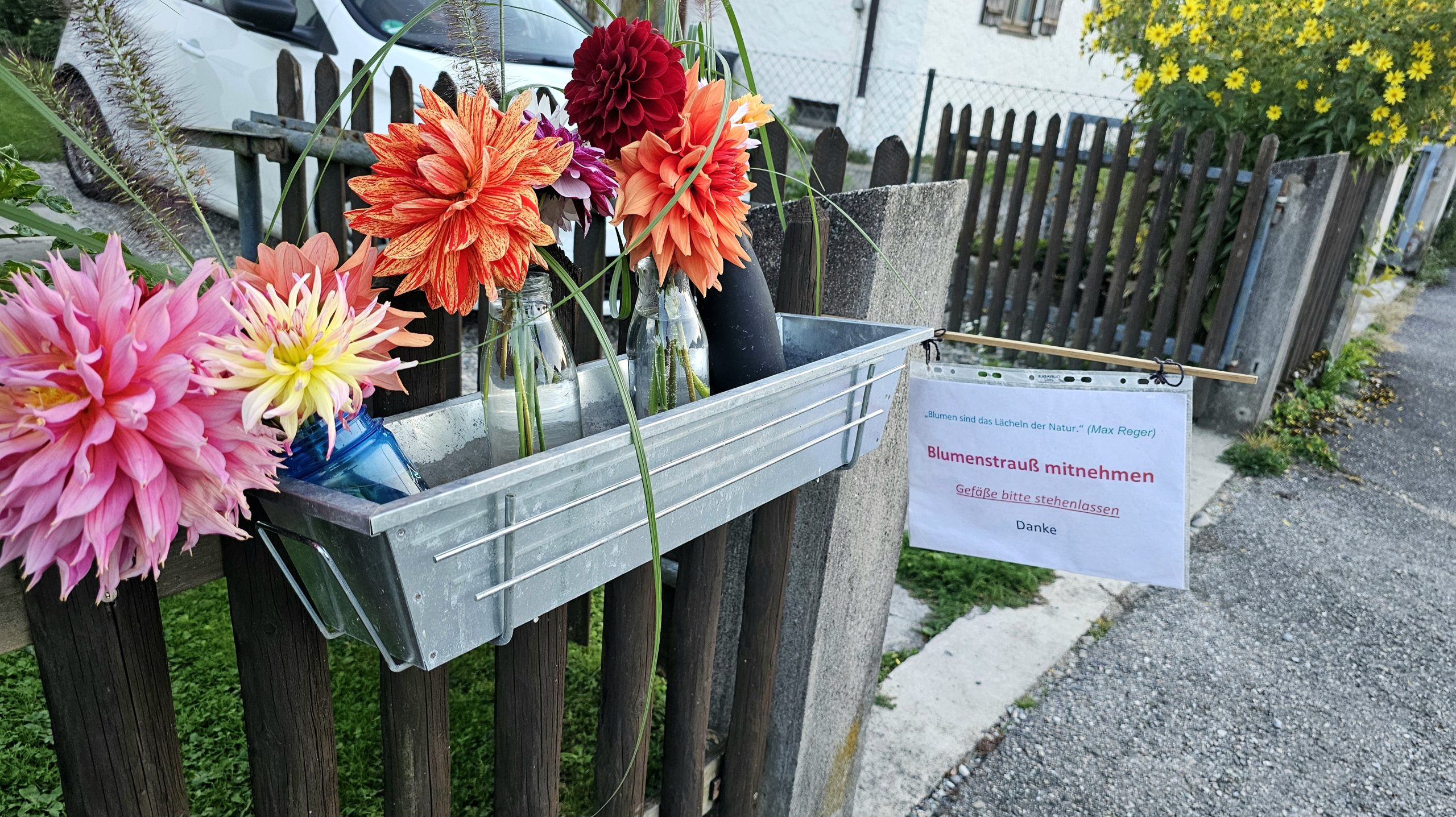 20260929_183841 Ein kleiner Blumengruß am Gartenzaun. Foto: Josefa Staudhammer