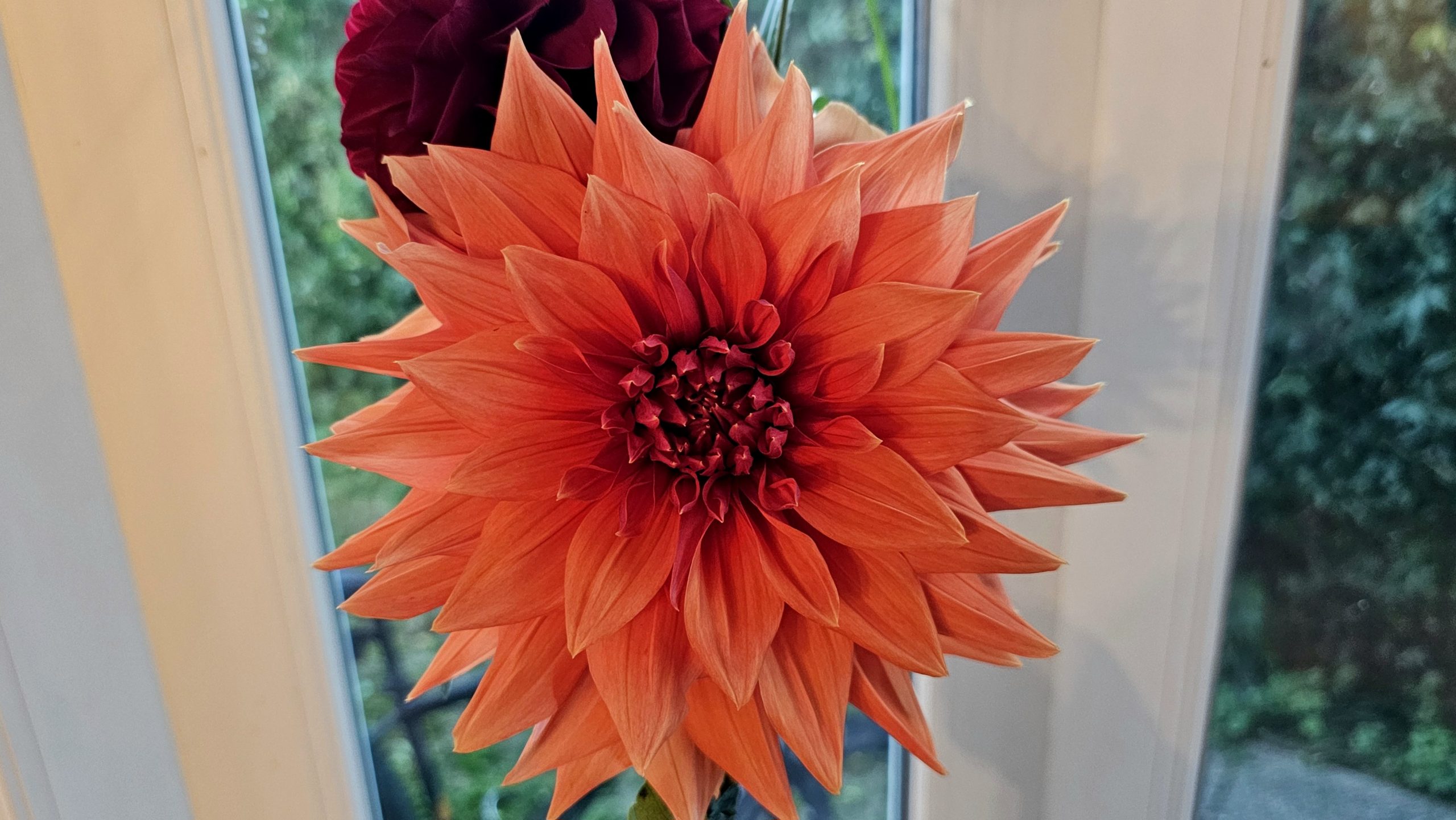 Blume Eine orange Blume