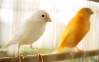 Kanarienvögel zwischen Tradition und Tierschutz: Darauf kommt es bei der Haltung an