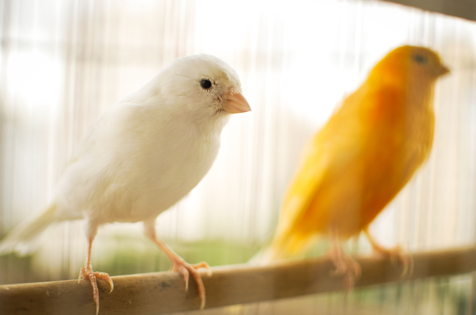 Kanarienvögel zwischen Tradition und Tierschutz: Darauf kommt es bei der Haltung an