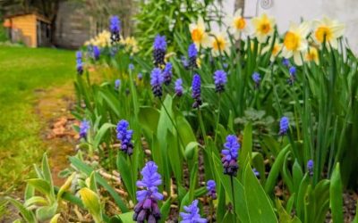 Workshop im Kreislehrgarten: Jetzt Blumenzwiebeln für den Frühling pflanzen