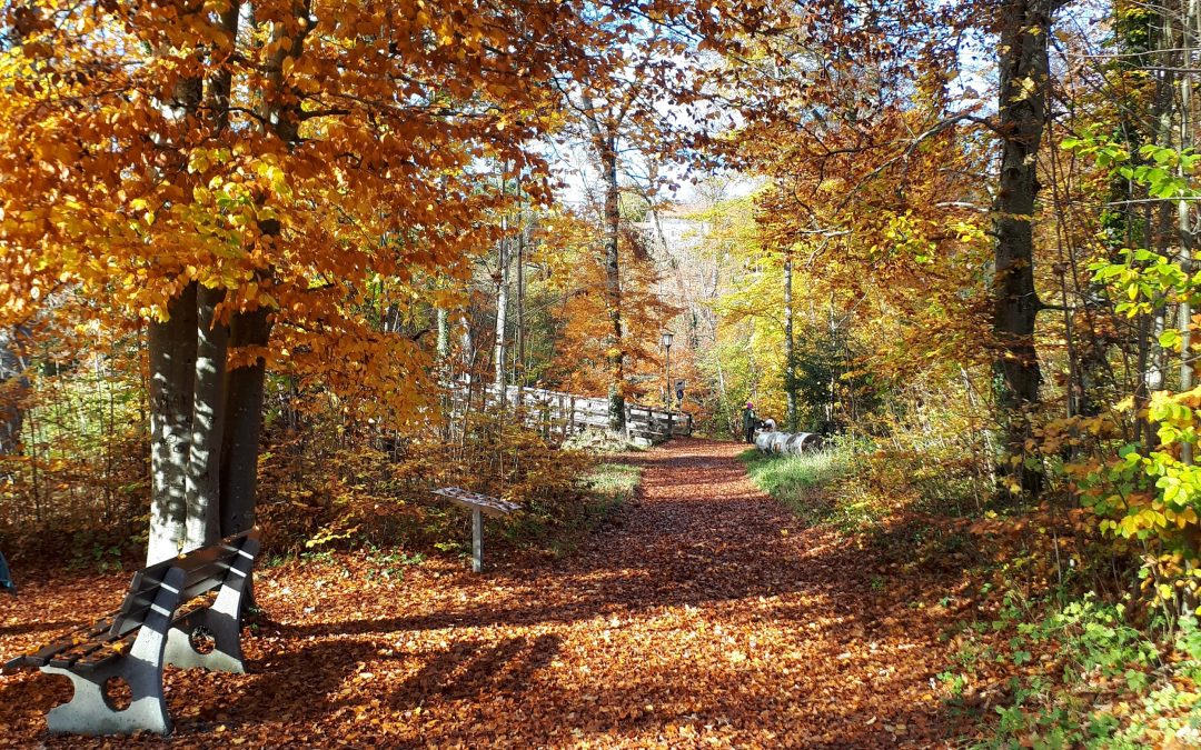 Wildkräuterwanderung im Priener Eichental
