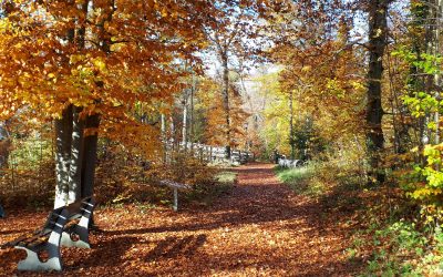 Wildkräuterwanderung im Priener Eichental