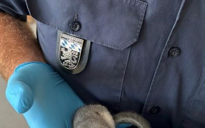 Jungen Siebenschläfer auf Klinikterrasse gerettet