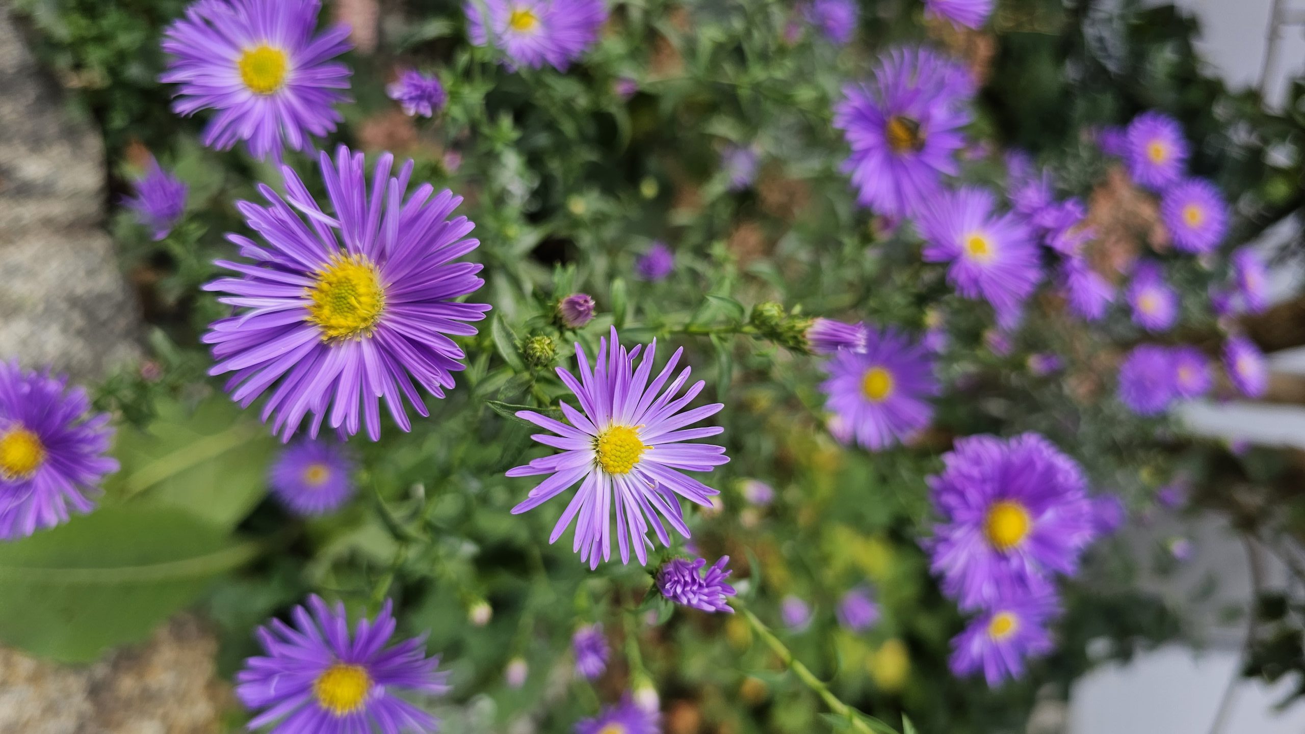 Blumen Blumen