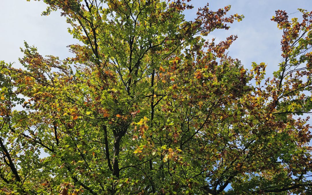 MorgenINNPULS – Schon gewusst?