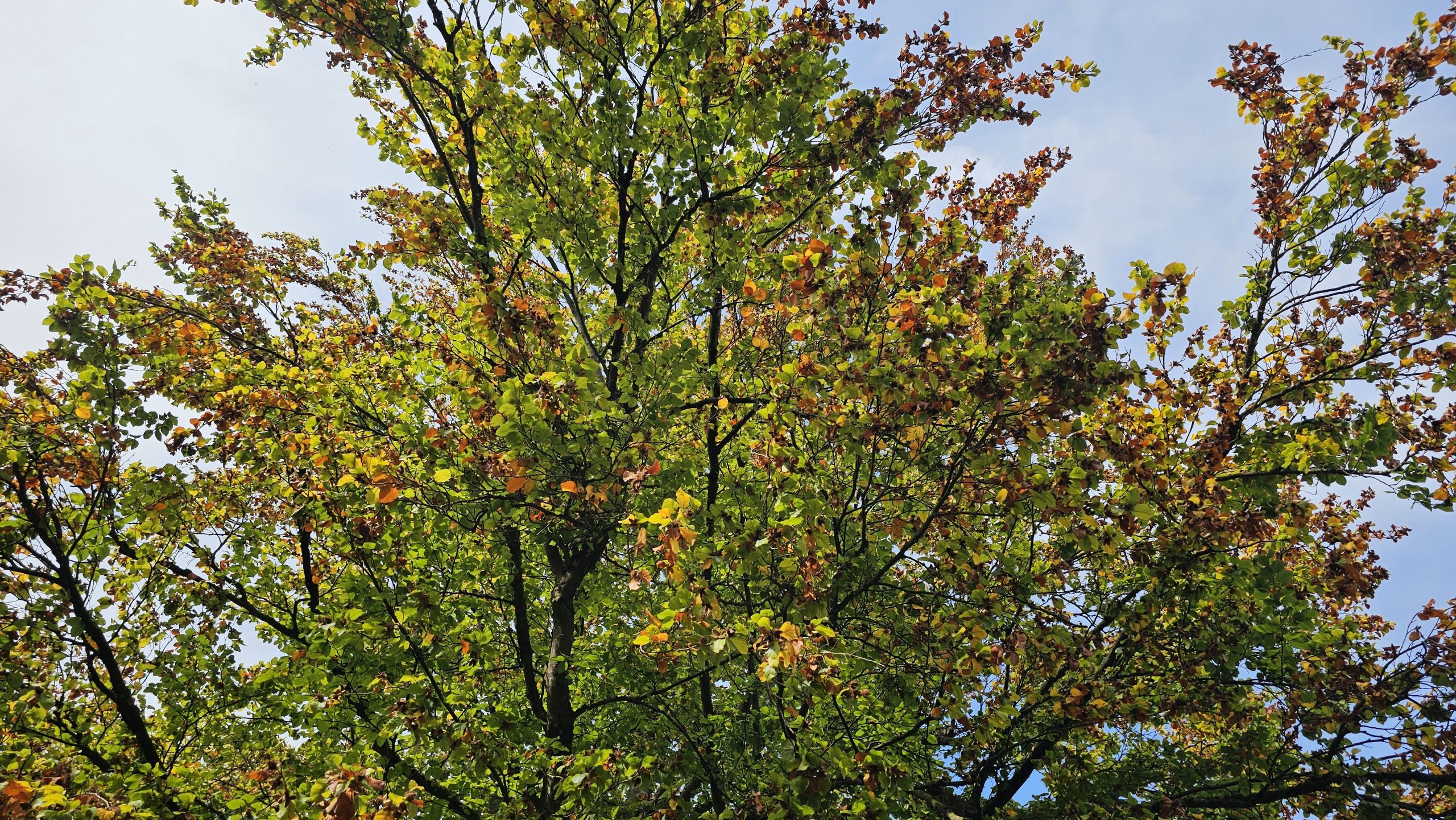 Herbst Baum Baum mit bunten Blättern
