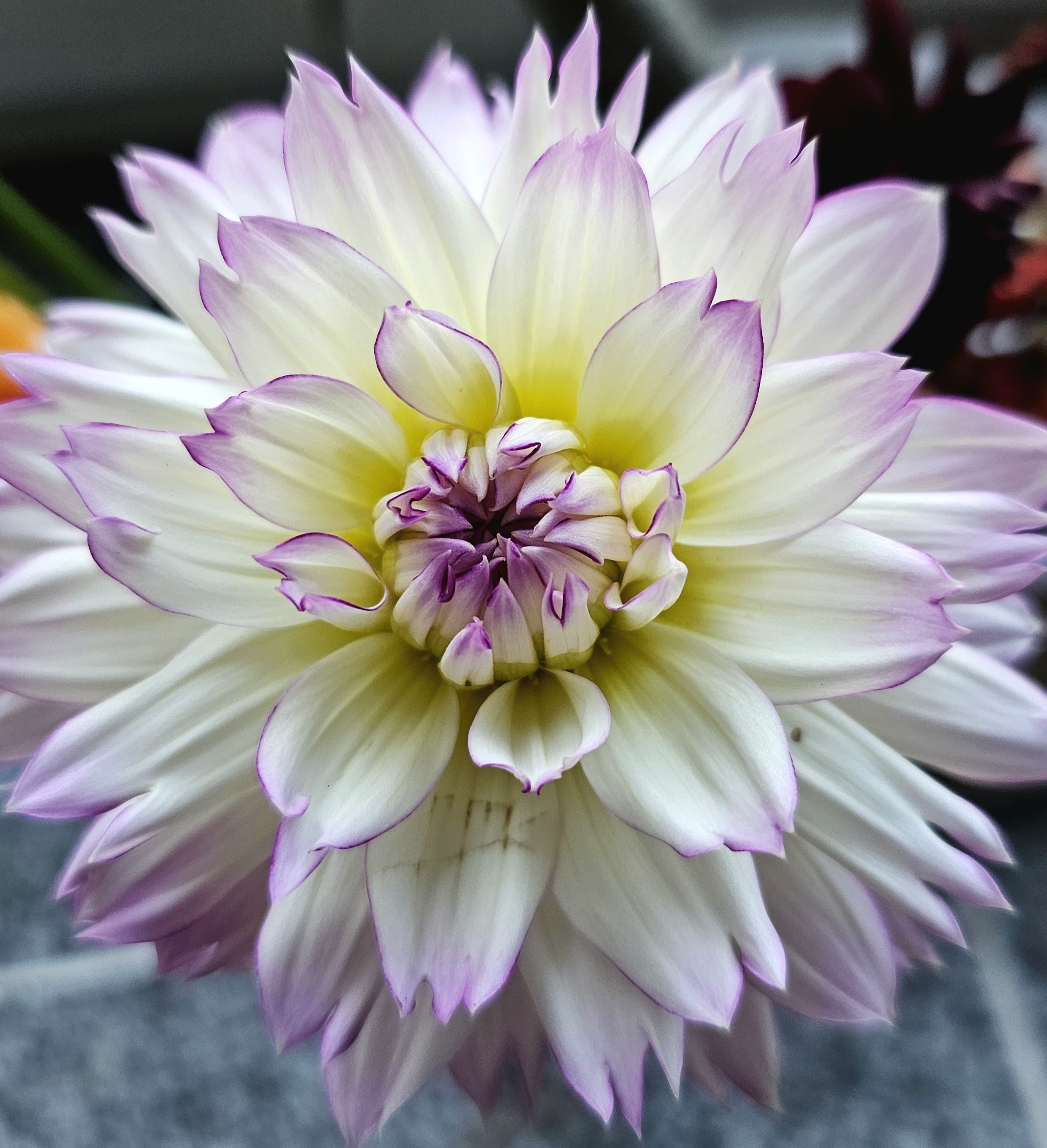 Blume Blume lila und weiß