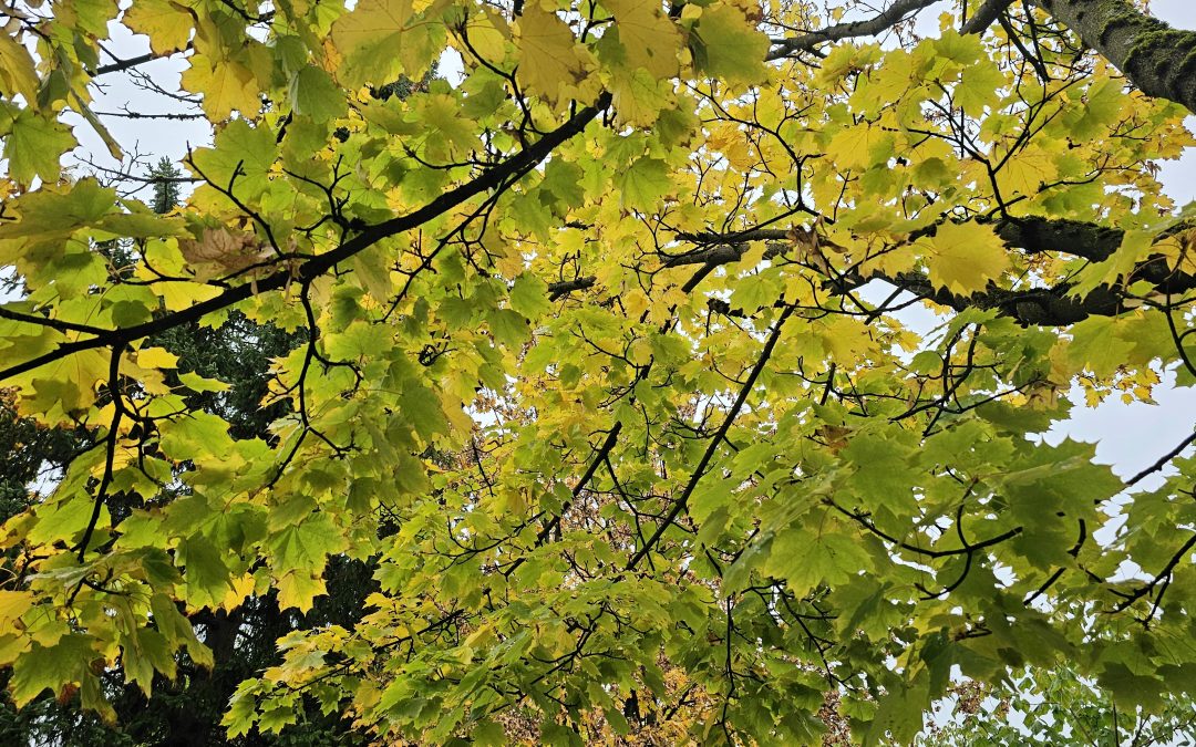 MorgenINNPULS – Schon gewusst?