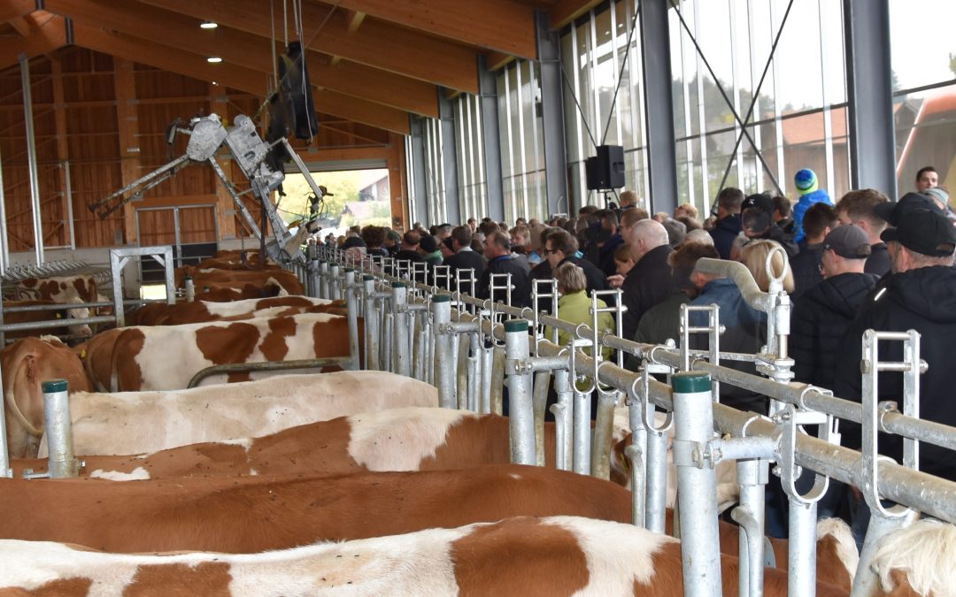 „Sanfte Revolution im Kuhstall“: Was hinter dem neuen Stallkonzept in Berbling steckt