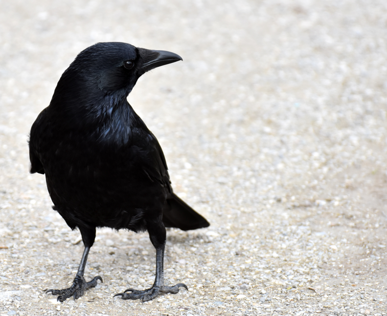 Welcher Vogel soll 2027 Jahresvogel werden? Bird-O-Mat hilft bei der Entscheidung