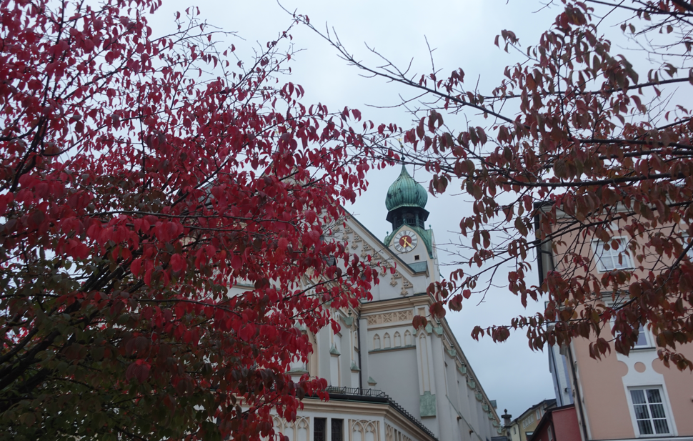 Nicht nur im Frühling ein Hingucker: Rosenheims Kirschbäume zeigen jetzt ihr Herbstgewand
