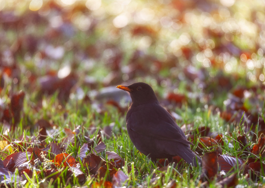 Herbst im Garten: Warum man jetzt nicht alles aufräumen sollte