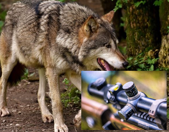 Wolf in Bayern: LBV kritisiert 14 Abschussgenehmigungen