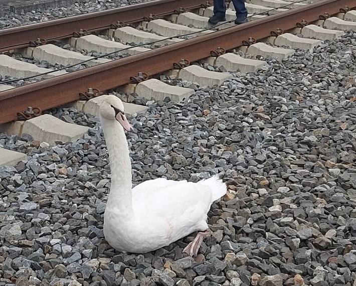Verletzter Schwan auf ICE-Strecke: Bundespolizei rettet Tier aus den Gleisen