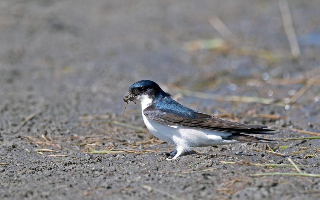 Die Mehlschwalbe fliegt auf Platz eins – sie ist Vogel des Jahres 2027